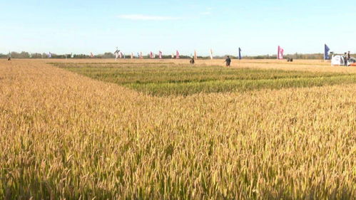 海水稻寒地育種在鐵力市試驗成功︳市生態(tài)環(huán)境局開展全市加油站及成品油生產(chǎn)企業(yè)環(huán)保監(jiān)督檢查