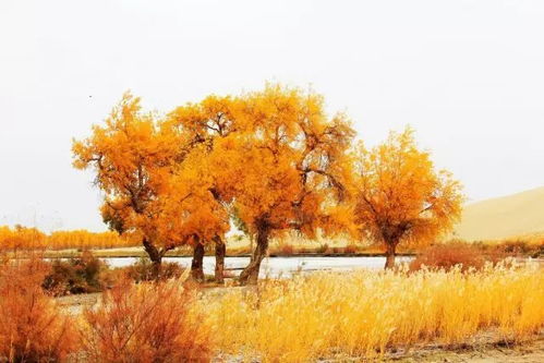 新疆最美風景排行榜,99 的人看完第一個就走不動路了