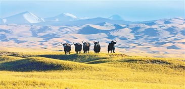 綠水青山就是金山銀山——生態文明建設新篇章在新疆環保中的實踐