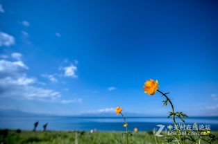 美麗生態，環保同行——大美新疆的綠色畫卷